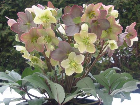 Helleborus X Ballardiae  Candy Love  For Sale