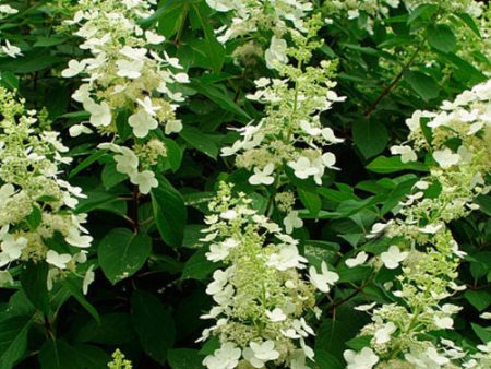 Tardiva Hydrangea on Sale