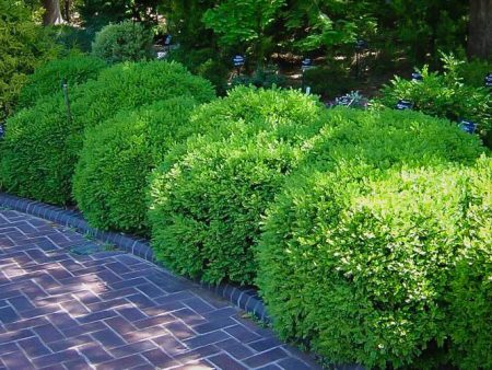 Franklin s Gem Boxwood Discount