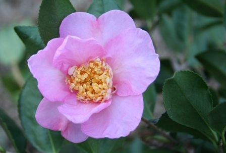 Winters Star Camellia Discount