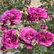 Sunbelt Plum Perfect Rose Online now