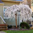 Weeping Yoshino Cherry Tree Sale