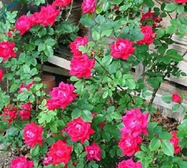 Winners Circle Climbing Rose For Cheap