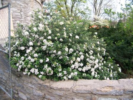 Viburnum Conoy-Small Shrub, Fragrant Flat For Cheap