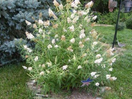 White Profusion Butterfly Bush Online Hot Sale