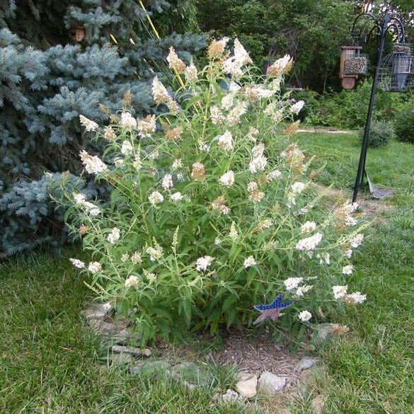 White Profusion Butterfly Bush Online Hot Sale