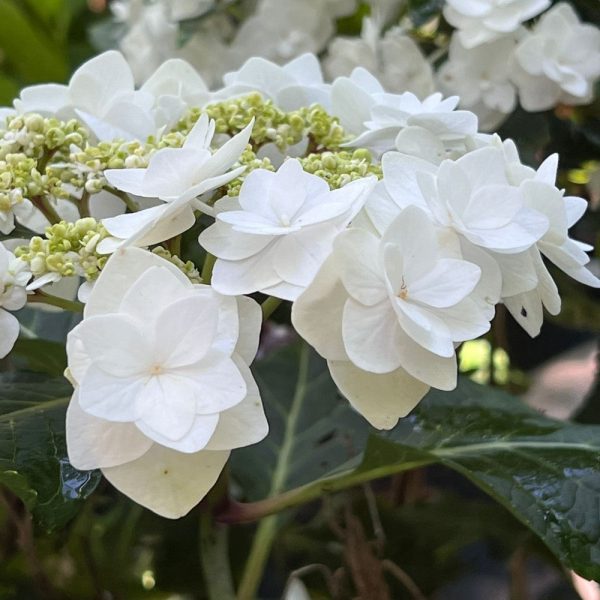 Wedding Gown Hydrangea Sale