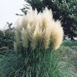 White Pampas Grass For Cheap