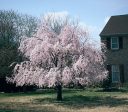 Weeping Higan Cherry Tree Sale