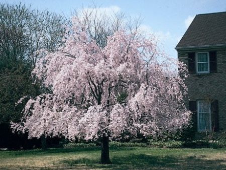 Weeping Higan Cherry Tree Sale