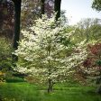 Super Cherokee Princess Dogwood Tree Supply