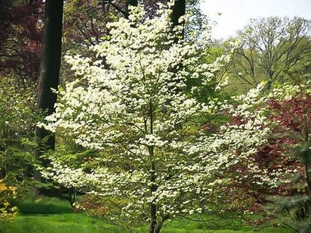 Super Cherokee Princess Dogwood Tree Supply