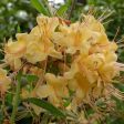 Rhododendron  My Mary  For Cheap