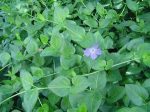 Pot Vinca Major Large Leaf Perwinkle For Sale