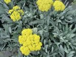 Achillea  Moonshine  Yarrow, Upright Cheap