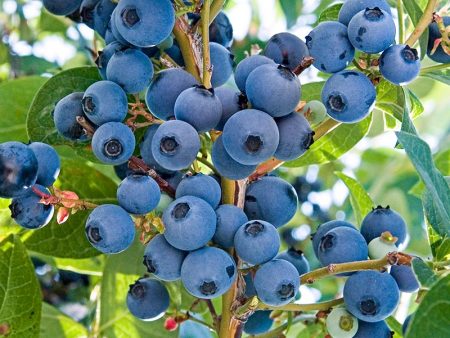 Vernon Blueberry Bush Discount