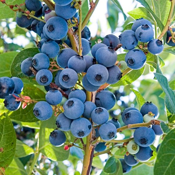 Vernon Blueberry Bush Discount