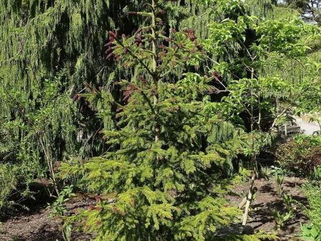 Ticea Crusita Spruce Online now