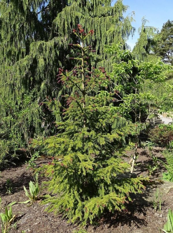 Ticea Crusita Spruce Online now