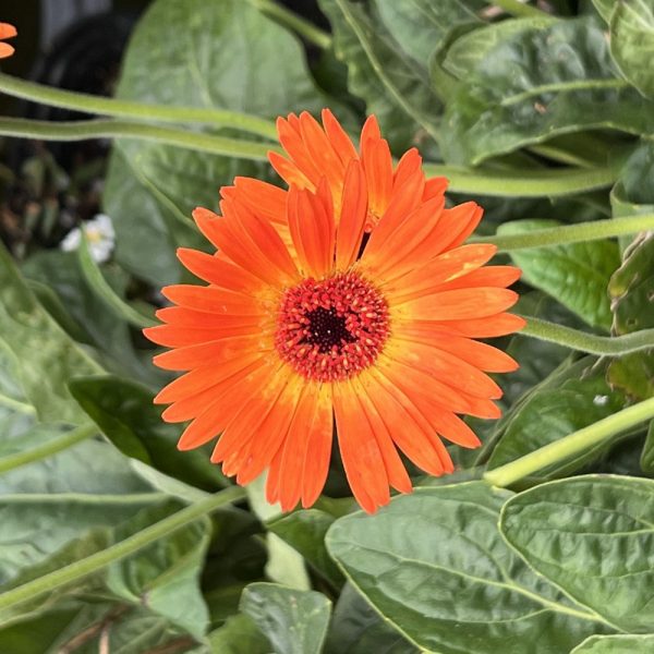 Gerbera Garvinea Sweet Sunset Daisy Online Sale