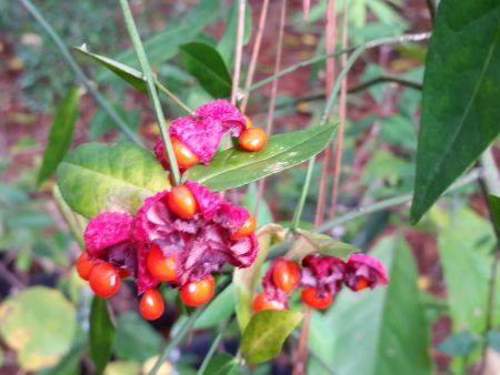 Strawberry Bush For Cheap