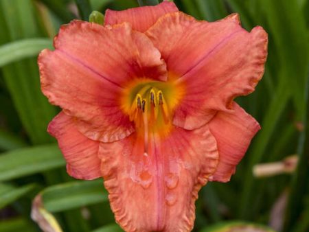 South Seas Daylily Sale