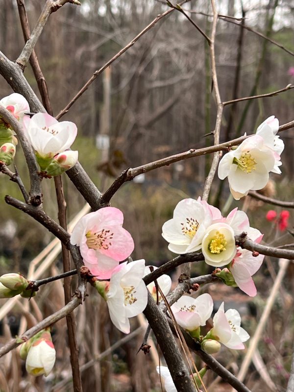 Toyo-Nishiki Flowering Quince Fashion