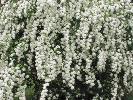 Spiraea Vanhouttei Sale