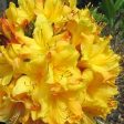 Spring Fanfare Aromi Azalea on Sale