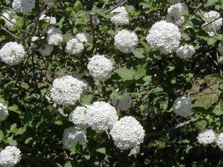 Cayuga Viburnum Shrub Fashion