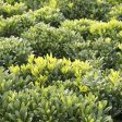 Wheeler s Dwarf Japanese Pittosporum Hot on Sale