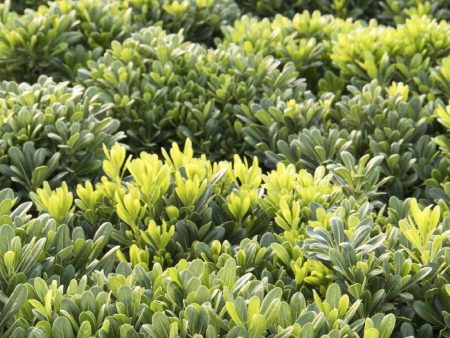 Wheeler s Dwarf Japanese Pittosporum Hot on Sale