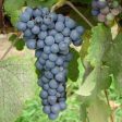 Thomcord Seedless Grapes Cheap