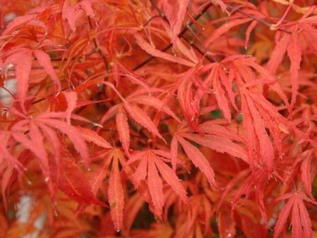 Beni Shi En Japanese Maple Online now