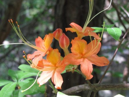 Tipsy Tangerine Native Azalea Online Sale