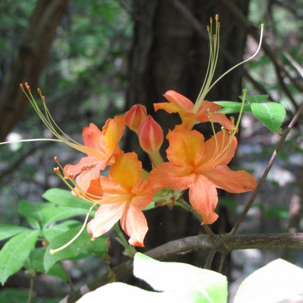 Tipsy Tangerine Native Azalea Online Sale