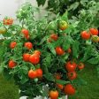 Tomato Plant  Better Boy  For Sale