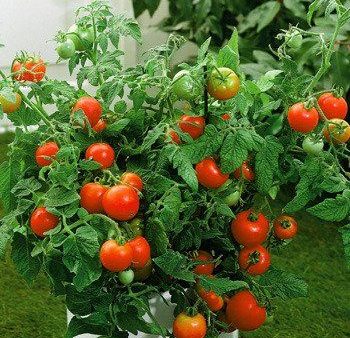 Tomato Plant  Better Boy  For Sale