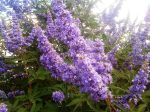 Vitex Shoal Creek Online now