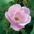 The Blushing Knock Out Rose Supply