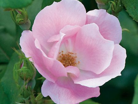 The Blushing Knock Out Rose Supply