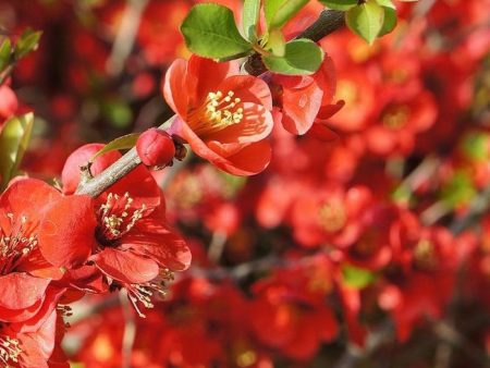 Superb Fusion Red Flowering Quince Hot on Sale