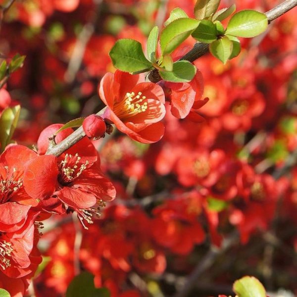 Superb Fusion Red Flowering Quince Hot on Sale