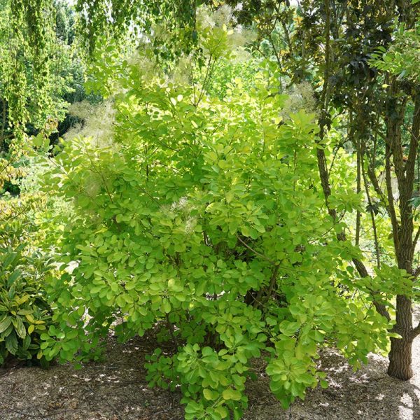 Winecraft Gold Smokebush Online