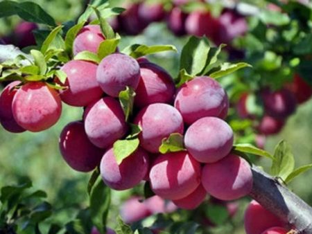 4 In 1 Plum Cocktail Tree| The Plum Cocktail Tree sounds like a fascinating hybrid plant that offers a diverse range of plum varieties all in one tree. Online now