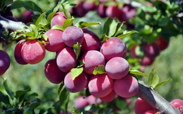 4 In 1 Plum Cocktail Tree| The Plum Cocktail Tree sounds like a fascinating hybrid plant that offers a diverse range of plum varieties all in one tree. Online now