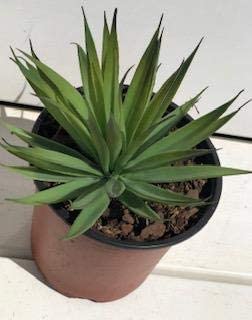 Yucca Cane Plant Remake For Discount