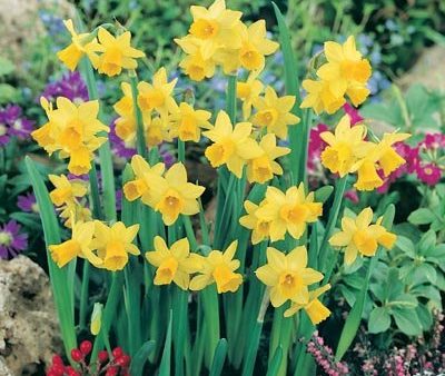 TETE RG- Most Popular Miniature Worldwide, FRAGRANT, CHEERFUL Solid Yellow Blooms Fashion