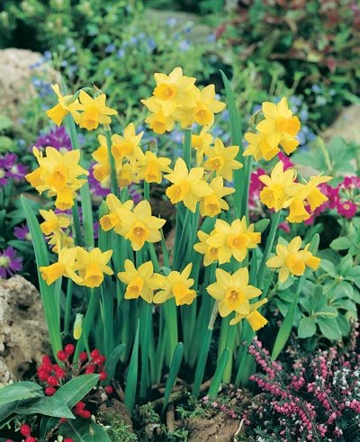 TETE RG- Most Popular Miniature Worldwide, FRAGRANT, CHEERFUL Solid Yellow Blooms Fashion