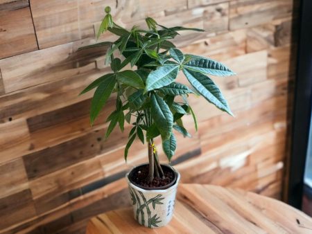 (Ceramic Pot) Live Bonsai Money Tree For Cheap